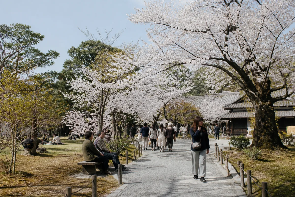 Promeneurs sous les cerisiers en fleurs dans un parc de Kyoto au printemps
